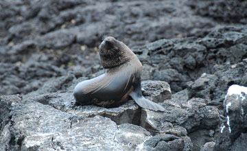 Galápagos-Seebär [Arctocephalus galapagoensis]