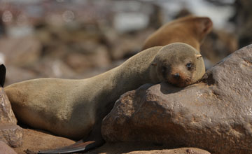 Südafrikanischer Seebär [Arctocephalus pusillus pusillus]