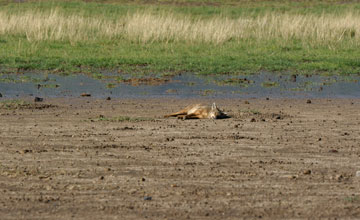 Side-striped jackal [Canis adustus]