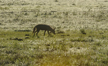 Afrikanischer Goldwolf [Canis anthus bea]