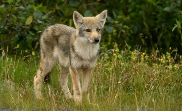 Kojote (juv.) [Canis latrans var]