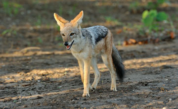 Schabrackenschakal [Canis mesomelas mesomelas]