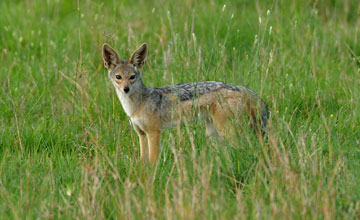 Schabrackenschakal [Canis mesomelas schmidti]