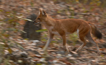 Dhole [Cuon alpinus alpinus]