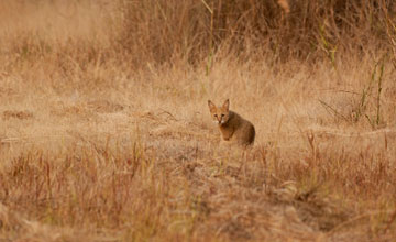 Jungle cat [Felis chaus affinis]