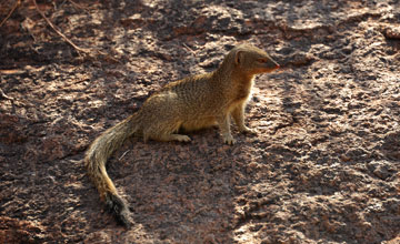 Schlankmanguste [Galerella sanguinea]