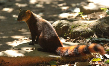 Ring-tailed mongoose [Galidia elegans]