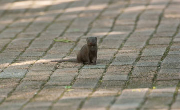 Common dwarf mongoose [Helogale parvula parvula]