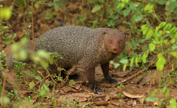 Ruddy mongoose [Herpestes smithii zeylanius]