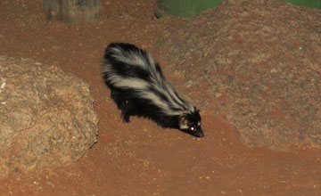 Striped polecat [Ictonyx striatus]