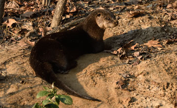 Nordamerikanischer Fischotter [Lontra canadensis lataxina]