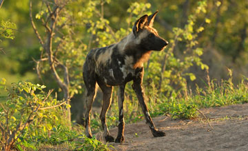 Afrikanischer Wildhund [Lycaon pictus]