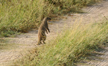 Banded mongoose [Mungos mungo]