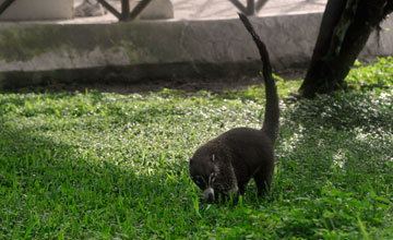 White-nosed coati [Nasua narica yucatanica]