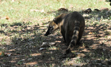 South american coati [Nasua nasua]