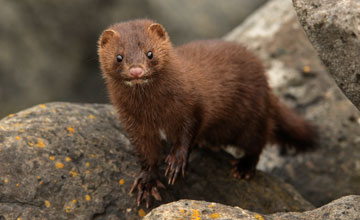 American mink [Neovison vison]