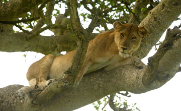 Afrikanischer Löwe [Panthera leo leo]