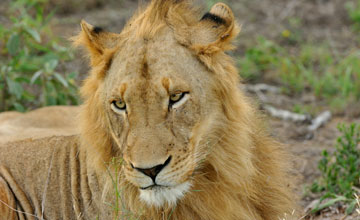 Afrikanischer Löwe [Panthera leo melanochaita]