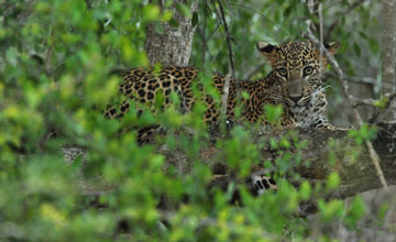Sri-Lanka-Leopard [Panthera pardus kotiya]