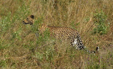 Afrikanischer Leopard [Panthera pardus pardus]