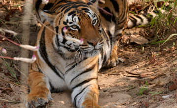 Königstiger [Panthera tigris tigris]