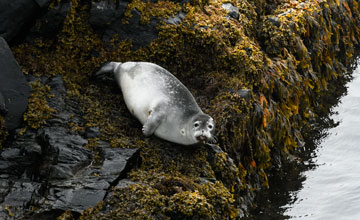 Seehund [Phoca vitulina concolor]