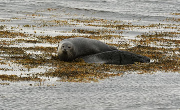 Europäischer Seehund [Phoca vitulina vitulina]