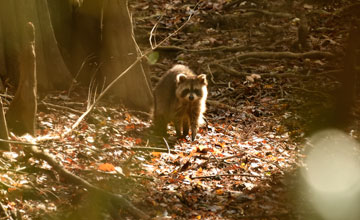 Eastern raccoon [Procyon lotor lotor]