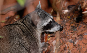 Waschbär [Procyon lotor pumilus]