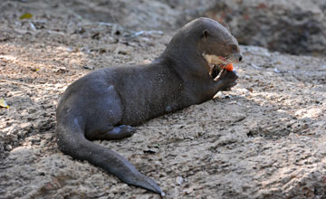 Giant otter [Pteronura brasiliensis]