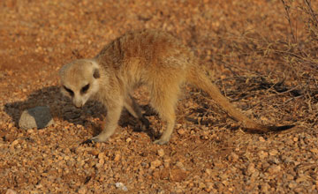 Erdmännchen [Suricata suricatta]