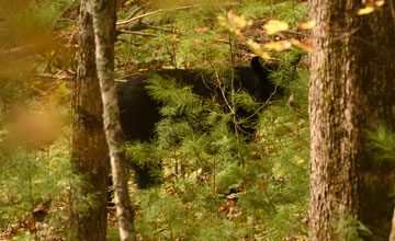 Amerikanischer Schwarzbär [Ursus americanus americanus]