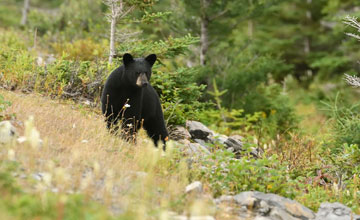 Amerikanischer Schwarzbär [Ursus americanus hamiltoni]