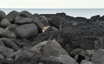 Polarfuchs [Vulpes lagopus fuliginosus]