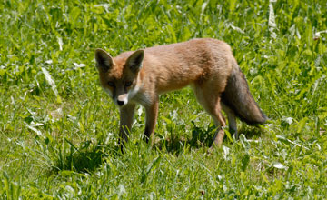 Rotfuchs [Vulpes vulpes crucigera]