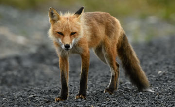 Rotfuchs (juv.) [Vulpes vulpes deletrix]