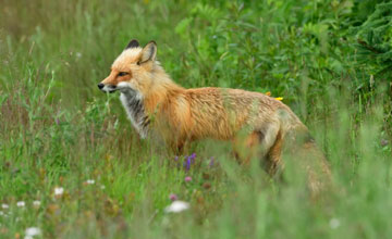 Rotfuchs [Vulpes vulpes fulvus]