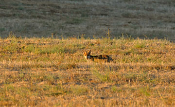 Rotfuchs [Vulpes vulpes silacea]