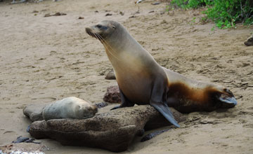 Galápagos-Seelöwe [Zalophus wollebaeki]