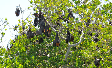 Sunda flying fox [Acerodon mackloti]