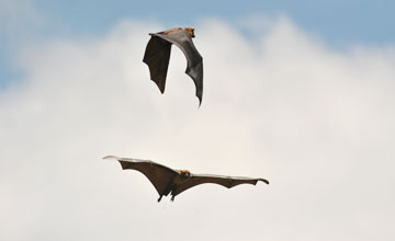 Indian flying fox [Pteropus giganteus]