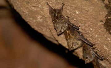 Nasenfledermaus [Rhynchonycteris naso]