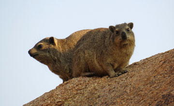 Rock hyrax [Procavia capensis]