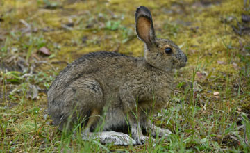 Schneeschuhhase [Lepus americanus struthopus]