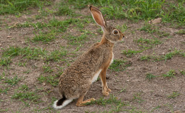 Kaphase [Lepus capensis]