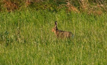 Feldhase [Lepus europaeus]