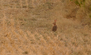 Granada hare [Lepus granatensis granatensis]