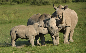 Südliches Breitmaulnashorn [Ceratotherium simum simum]