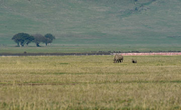 East african black rhinoceros [Diceros bicornis michaeli]