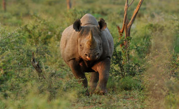 Spitzmaulnashorn [Diceros bicornis minor]